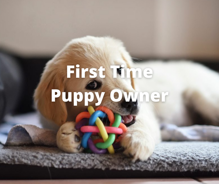 cream Labrador puppy laying on blanket chewing on rainbow ball toy